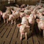 A group of piglets stands on a slatted floor inside a barn. They are light pink with some dirt marks and appear curious as they look towards the camera. The barn has metal railings and a concrete wall in the background.