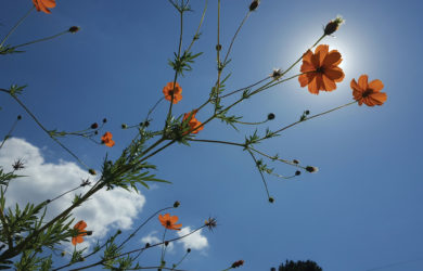 Pollinator plants beautify farms and help insects that are important for many crops and gardens.