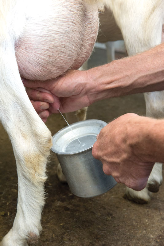Steve prepares a goat's udder for milking. Each doe produces three quarts to one gallon of milk per day, depending on her age, stage of lactation and the weather.