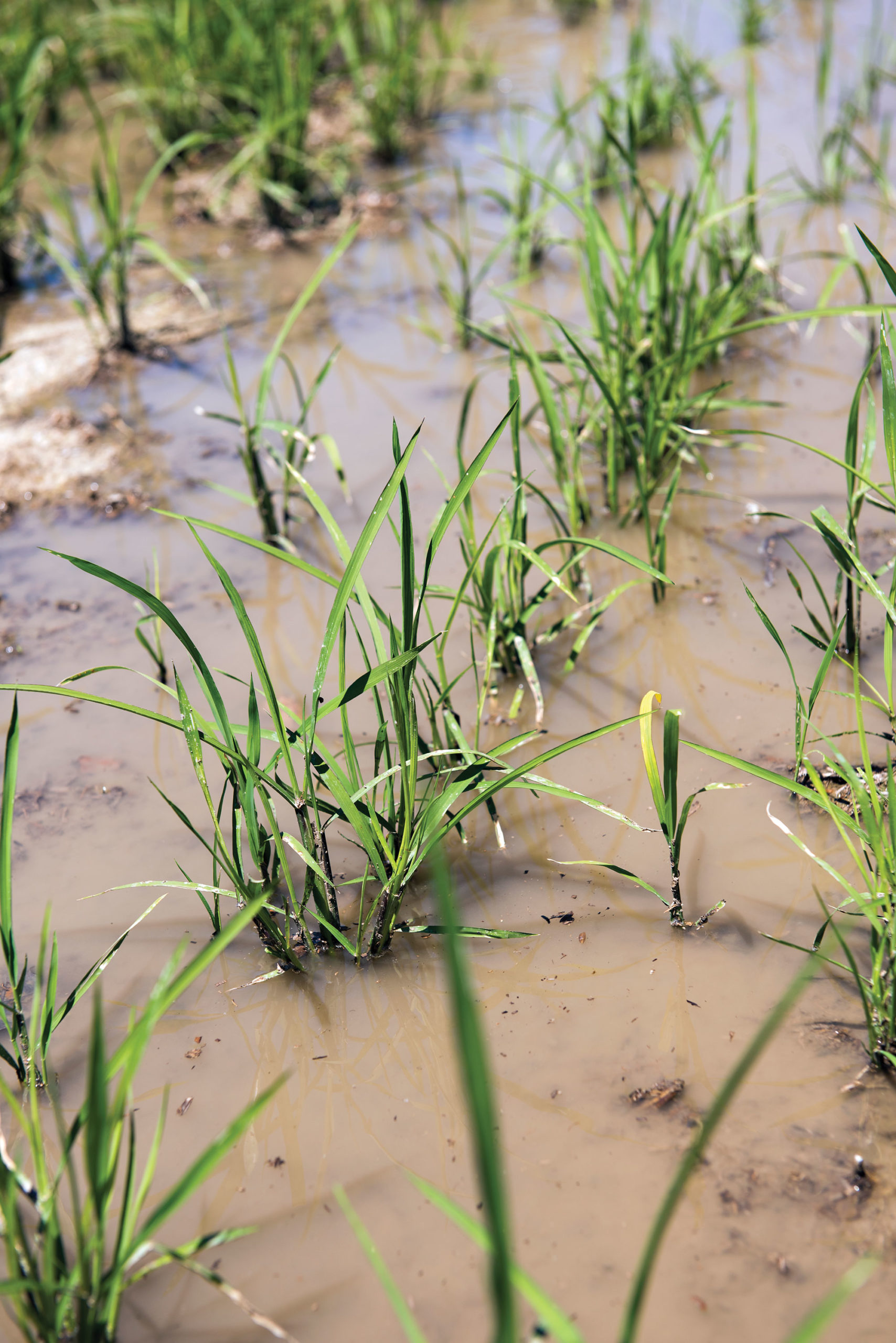 Raising Rice Raising Rice - MFA Oil