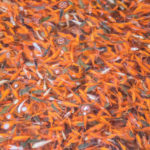 Pool Fisheries in Lonoke, Ark., ships 4 million fish per week and commands about 80 percent of the U.S. goldfish market.