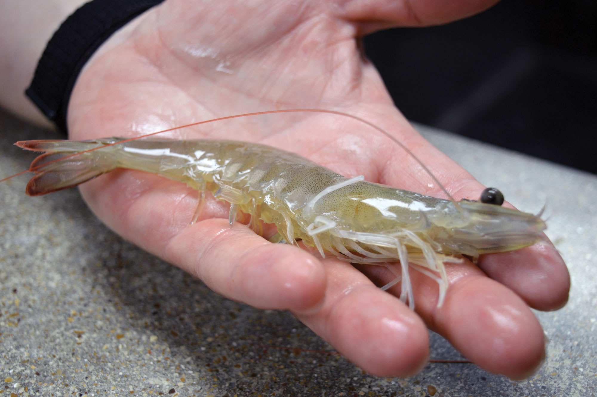 Shrimply the Best MFA Oil