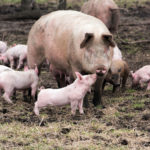 A large pig stands in a muddy field, surrounded by a group of piglets. The piglets are various shades of pink and brown, and some are playfully interacting with the adult pig. The ground is covered in straw and patches of grass.