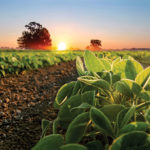 Sunrise over a lush green field with rows of plants. The foreground shows close-up details of leaves, while the background features trees silhouetted against the orange and yellow hues of the sky.