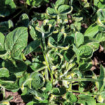 Close-up of green potato plant leaves with a noticeable curled and distorted appearance, indicating possible damage, surrounded by soil.