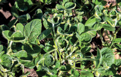 Close-up of green potato plant leaves with a noticeable curled and distorted appearance, indicating possible damage, surrounded by soil.