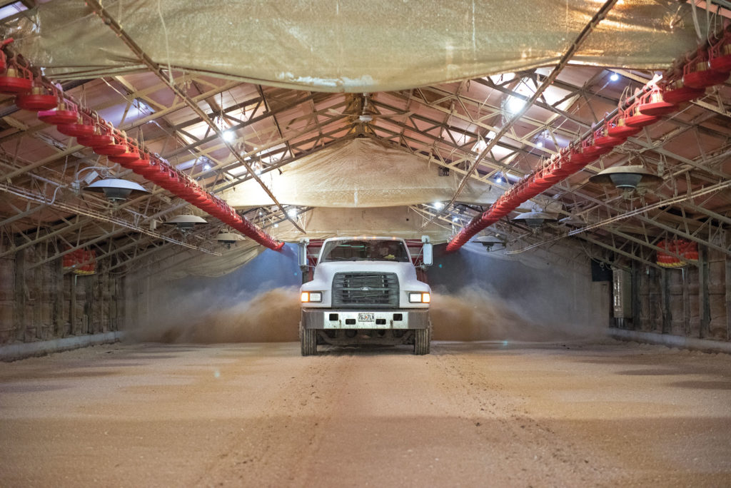 Bedding is spread to an average depth of 4 inches inside a poultry barn. Below: In addition to poultry beddings, shavings like these are turned into products ranging from cat litter to composite decking. Photo by Jason Jenkins.