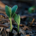 Close-up of two green seedlings emerging from dark soil. The sprouts have small, oval leaves and are surrounded by dried twigs and organic matter. The background is slightly blurred, highlighting the fresh growth.