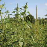 A dense patch of tall green pigweed plants under a clear blue sky, with a background of trees. The pigweed has broad leaves and spikes at the top.