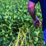 A person wearing a blue shirt and jeans is standing in a lush green field, holding a weed in their hand. The background is filled with dense foliage.