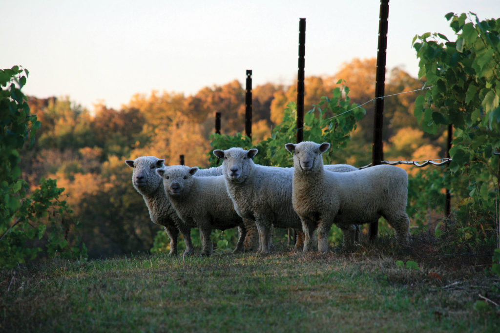 The Gerkes introduced sheep to their vineyard to control weeds without needing herbicides.