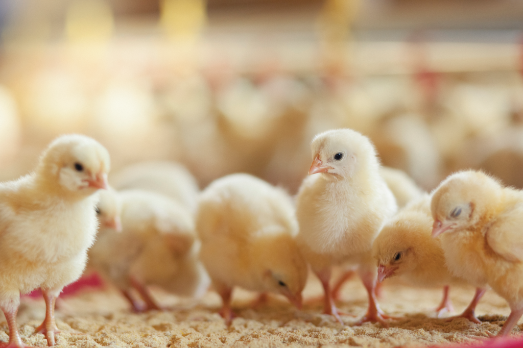 Chicks