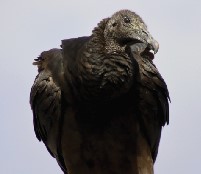 Black Vulture