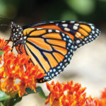 A vibrant monarch butterfly with orange, black, and white patterns rests on bright orange flowers, surrounded by green leaves and soft blurred background.