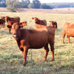 A group of brown cattle stands in a grassy field under clear skies. The cows are facing the camera, with one prominently in the foreground. Trees and open land are visible in the distance.
