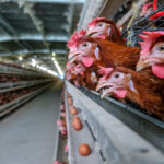 Rows of brown hens are confined in a large cage system, with eggs visible on a conveyor belt below. The setting appears to be an industrial poultry farm with long, dimly lit aisles stretching into the distance.