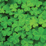 A dense cluster of vibrant green clover leaves fills the image, each leaf having three heart-shaped leaflets. The clovers create a lush, uniform texture across the entire frame.