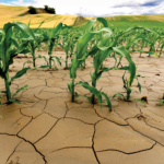 Corn plants growing in dry, cracked soil under a partly cloudy sky, with fields of green and yellow crops in the background.
