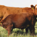 A brown cow is standing in a grassy field while a calf feeds from it. The calf, slightly smaller in size, is positioned on the right side of the cow. Both animals have tags on their ears. The background is a clear sky.