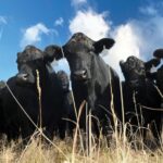 Managing cattle inventory