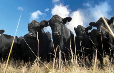 Managing cattle inventory