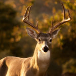 Recognizing Leaders in Conservation-Leopold Conservation Award