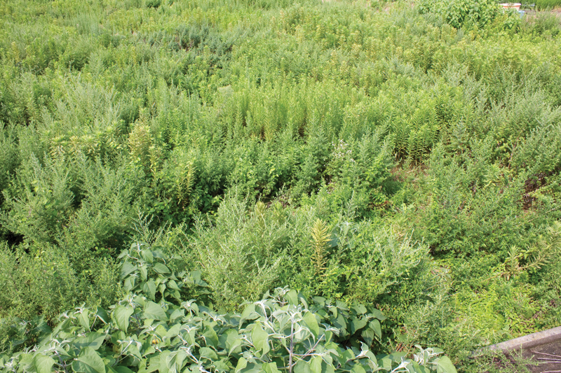 Fallow fields like this were a common sight across Missouri in 2015 due to the unusually wet conditions experienced throughout the season. Many of the weeds in these fields produced viable seed that were deposited back into the soil for farmers to contend with next season.