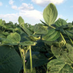 Close-up of lush green soybean plants with broad leaves under a bright blue sky with scattered clouds. The leaves appear healthy and vibrant, indicating a thriving crop.