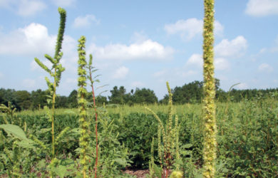 'Seed Destructor' Technology Likely the Next Step in war on Weeds