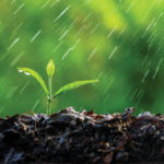 A small green plant sprouting from soil under falling rain. Droplets cling to its leaves, while the background is a blurred, vibrant green, emphasizing growth and nature.