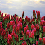 A field of vibrant crimson clover blooms under a cloudy sky, with each flower standing tall and creating a vivid red and green tapestry against the backdrop of a subtly illuminated horizon.