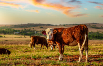 A brown and white cow stands in a grassy field at sunset, looking toward the camera. Other cows graze in the background with rolling hills and a colorful sky overhead.