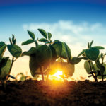 Young green plants sprouting from soil in the foreground, with a bright sunrise or sunset in the background. The sky is clear with a smooth gradient from blue to yellow near the horizon.