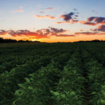 A vast green field under a sunset sky with scattered clouds. The vibrant orange and pink hues blend with the fading blue, casting a warm glow over the rows of crops extending into the distance. Trees line the horizon.