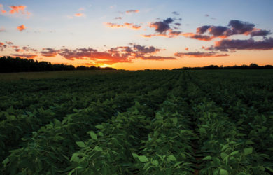 A vast green field under a sunset sky with scattered clouds. The vibrant orange and pink hues blend with the fading blue, casting a warm glow over the rows of crops extending into the distance. Trees line the horizon.