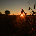 Close-up of soybean plants silhouetted against a golden sunset, with the sun shining through the pods and a blurred landscape with trees in the background.