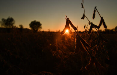 Close-up of soybean plants silhouetted against a golden sunset, with the sun shining through the pods and a blurred landscape with trees in the background.