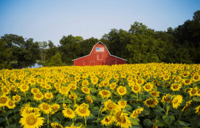 Sunflowers Photo by Keith Borgmeyer a photo of vibrant field of yellow sunflowers stretches toward a red barn with an American flag above the door, set against a backdrop of green trees under a clear blue sky.