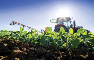 Close-up of green plants growing in a field under bright sunlight, with a red tractor in the background. The tractor is equipped with a spraying arm, indicating agricultural activity. Blue sky overhead.